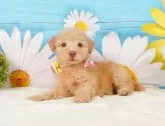 トイプードル(トイ)【神奈川県・男の子・2024年10月7日・アプリコット】の写真5「🐾兄弟犬や他の子も一緒に見学可能です🐾」