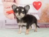 チワワ(ロング)【神奈川県・女の子・2024年10月17日・ブラックタン】の写真5「🐾兄弟犬や他の子も一緒に見学可能です🐾」