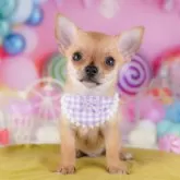 チワワ(スムース)【神奈川県・男の子・2025年7月24日・フォーン】の写真10「当日見学OK！！まずは、お気軽にご連絡ください🎶」