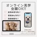 トイプードル(トイ)【神奈川県・男の子・2025年1月7日・ブラック】の写真10「📲全頭オンライン見学OK💻遠方で当犬舎に来れない方・忙しくて時間がない方には特にオススメ✨」