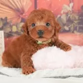 トイプードル(トイ)【神奈川県・男の子・2025年7月1日・レッド】の写真4「トイレや噛み癖、社会化などお迎え後にお家に馴染みやすいよう、全頭トレーニングをしています！🌟」