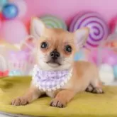 チワワ(スムース)【神奈川県・男の子・2025年7月24日・フォーン】の写真11