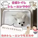 チワワ(ロング)【神奈川県・男の子・2025年3月9日・ブラックタン&ホワイト】の写真6「🚽全頭トイレトレーニング実施中💩その他、一人慣れや音慣れの各種トレーニングも実施中！」