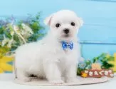 マルチーズ【神奈川県・男の子・2024年11月11日・ホワイト】の写真4「トイレや噛み癖、社会化などお迎え後にお家に馴染みやすいよう、全頭トレーニングをしています！🌟」