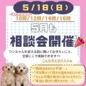 チワワ(ロング)【神奈川県・男の子・2025年1月31日・チョコレートタン&ホワイト】の写真2「🐶相談会開催🎉お迎え前の不安をなんでも聞いてください🎶」
