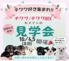 ポメラニアン【神奈川県・男の子・2025年6月25日・クリーム】の写真2「🐾10/4(土)・5(日)🎉 チワワMIX＋人気犬種にふれあえる特別見学会🐶」