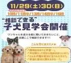 ポメラニアン【神奈川県・男の子・2025年8月27日・クリーム】の写真3「🐶🐾11/29・30(土日)🐶相談もできる特別見学会開催」