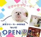 トイプードル(トイ)【神奈川県・男の子・2024年10月7日・アプリコット】の写真9「🐶三枝ブリーダーの姉妹店としてNewOpen🎉素敵な出会いをお届けします🎁」