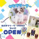 チワワ(ロング)【神奈川県・女の子・2025年8月3日・ブラックタン&ホワイト】の写真10「🐶朝比奈ブリーダーの姉妹店としてNewOpen🎉素敵な出会いをお届けします🎁」