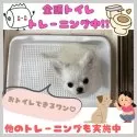 タイニープードル【神奈川県・男の子・2025年5月29日・クリーム】の写真2「🚽全頭トイレトレーニング実施中💩その他、一人慣れや音慣れの各種トレーニングも実施中！」