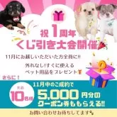 タイニープードル【神奈川県・男の子・2025年7月19日・レッド】の写真7「🎁見学に来てくれた人全員にチャンス!!外れなしのくじ引きに参加ください🎶」