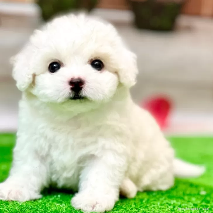 megukiyo 様のお迎えした子犬
