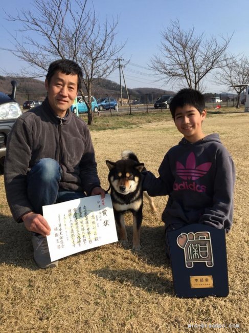 我が家のクロちゃん（会津の帝王号）が本部賞受賞!｜荒井　康雄(あらい　やすお)ブリーダー(福島県・柴犬など・JKC/日本犬保存会登録)の紹介写真1