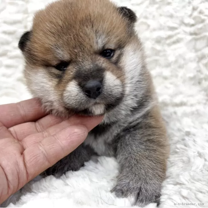 トモんが 様のお迎えした子犬
