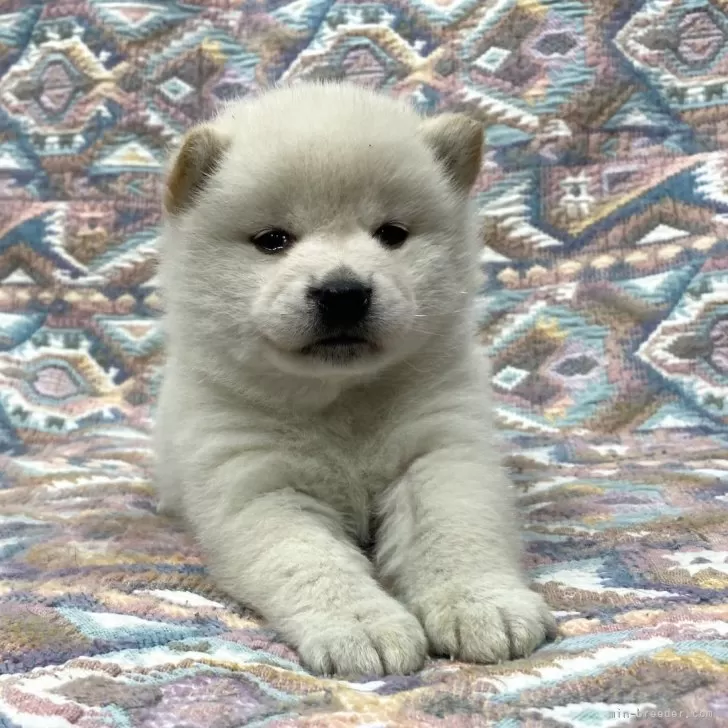 ID：2412-00415の子犬