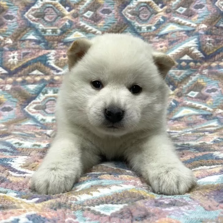 ID:2412-00417の子犬