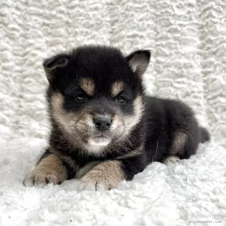 ID：2504-07596の子犬