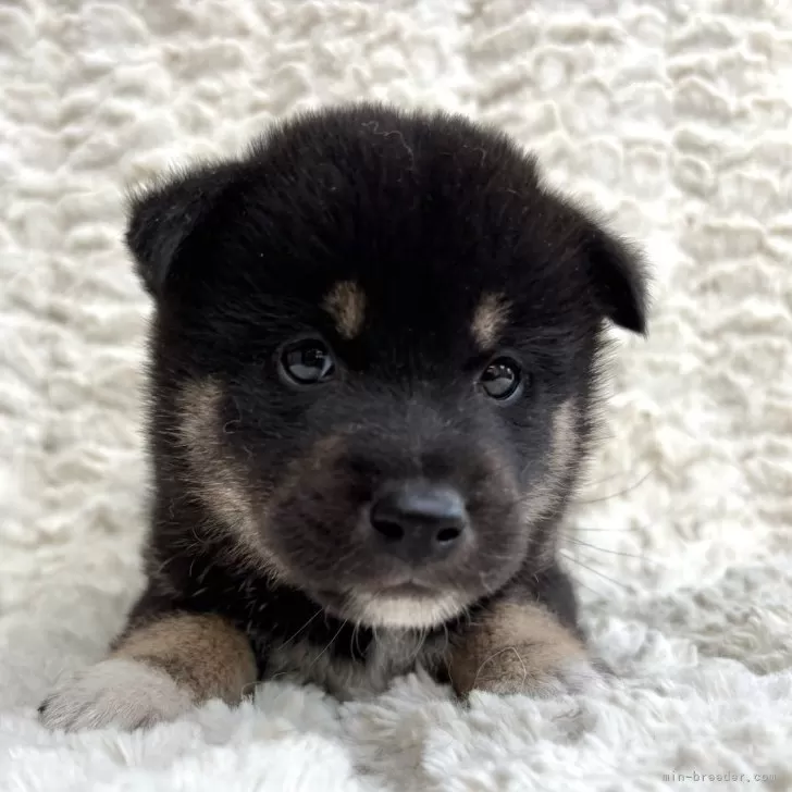 ID：2508-05562の子犬