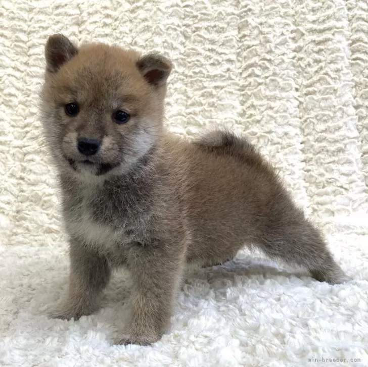 ID：2411-01183の子犬