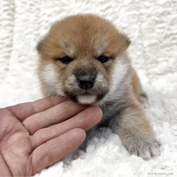 ID:2503-08368の子犬