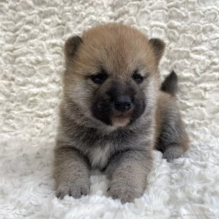 ID:2411-01181の子犬