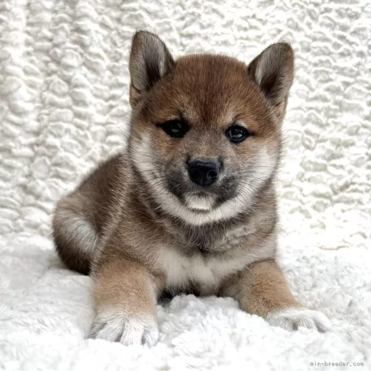 柴犬(標準サイズ)【福島県・女の子・2025年6月15日・赤柴】の写真1