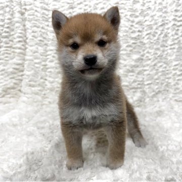 柴犬(豆柴)【福島県・男の子・2025年3月21日・赤柴】の写真「健康優良児！元気です！」
