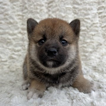 柴犬(豆柴)【福島県・女の子・2025年7月10日・赤柴】の写真「健康優良児！元気です！」