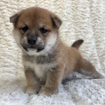 柴犬(標準サイズ)【福島県・男の子・2025年11月6日・赤柴】の写真「健康優良児！元気です！」