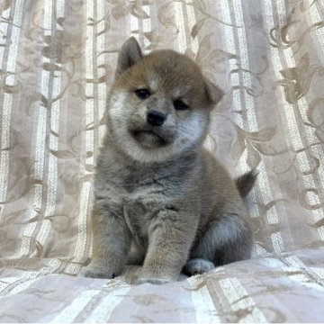 柴犬(豆柴)【福島県・男の子・2025年8月4日・赤柴】の写真「健康優良児！元気です！」