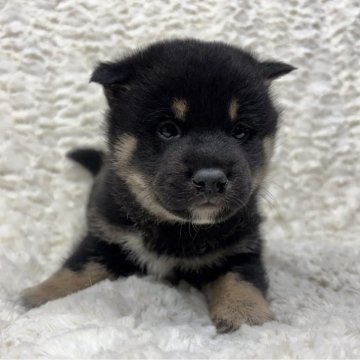 豆柴【福島県・男の子・2025年10月10日・黒柴】の写真「健康優良児！元気です！」