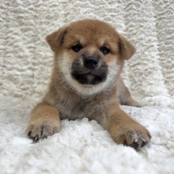 柴犬(標準サイズ)【福島県・男の子・2025年7月4日・赤柴】の写真「健康優良児！元気です！」