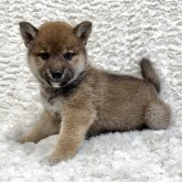 柴犬(豆柴)
