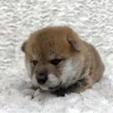 柴犬(標準サイズ)