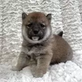 豆柴