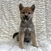 豆柴