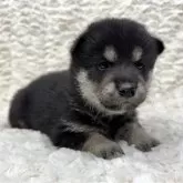 豆柴