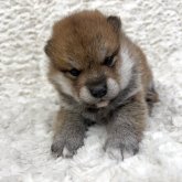 柴犬(標準サイズ)