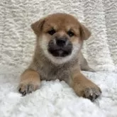 柴犬(標準サイズ)