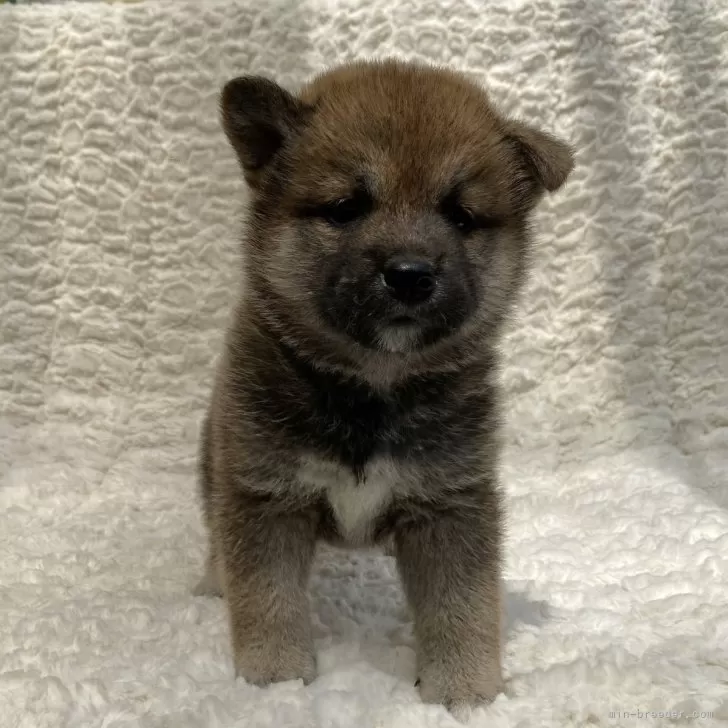 ID：2406-03968の子犬