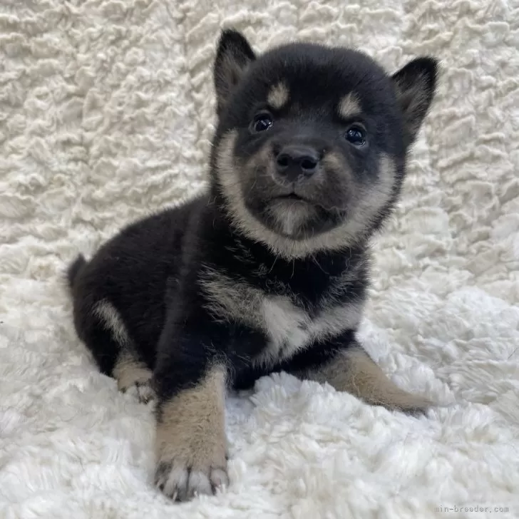 ID:2408-07007の子犬