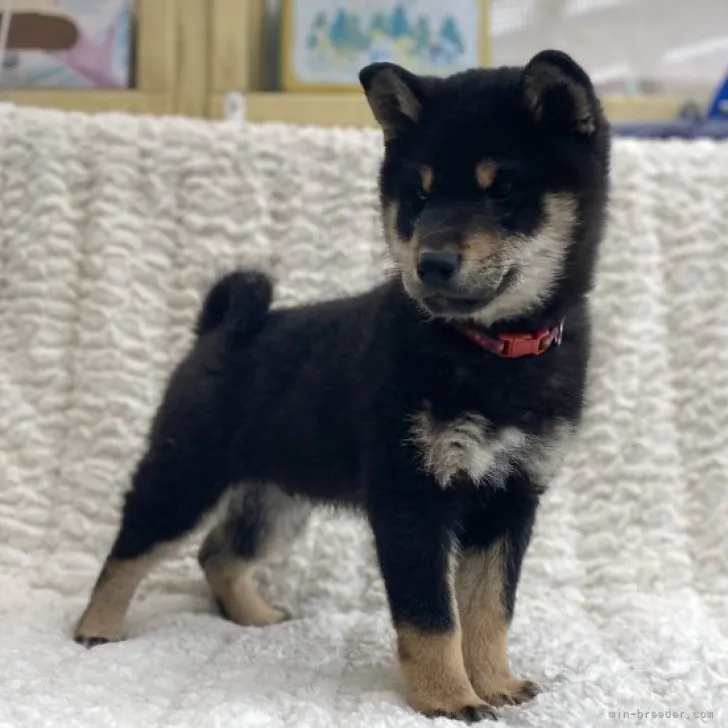 ID:2305-01001の子犬