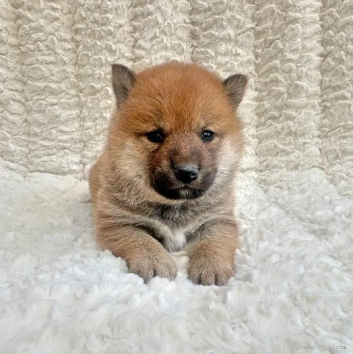 ID：2303-05202の子犬