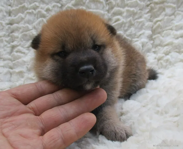 T.M 様のお迎えした子犬