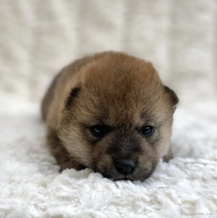 ID:2306-00245の子犬