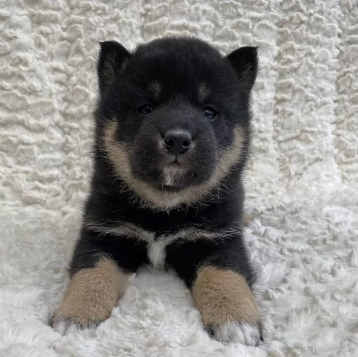 ID：2402-05826の子犬