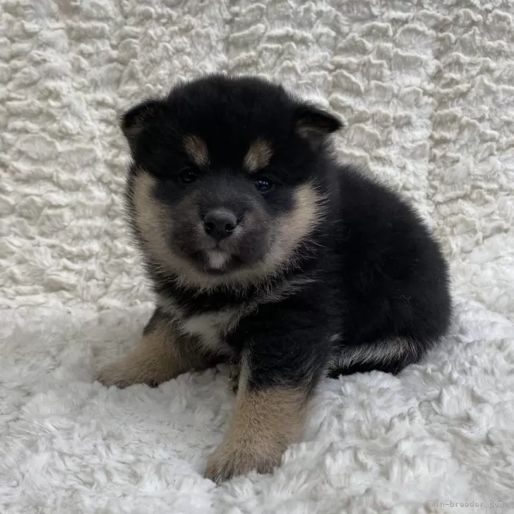 ID:2402-05832の子犬