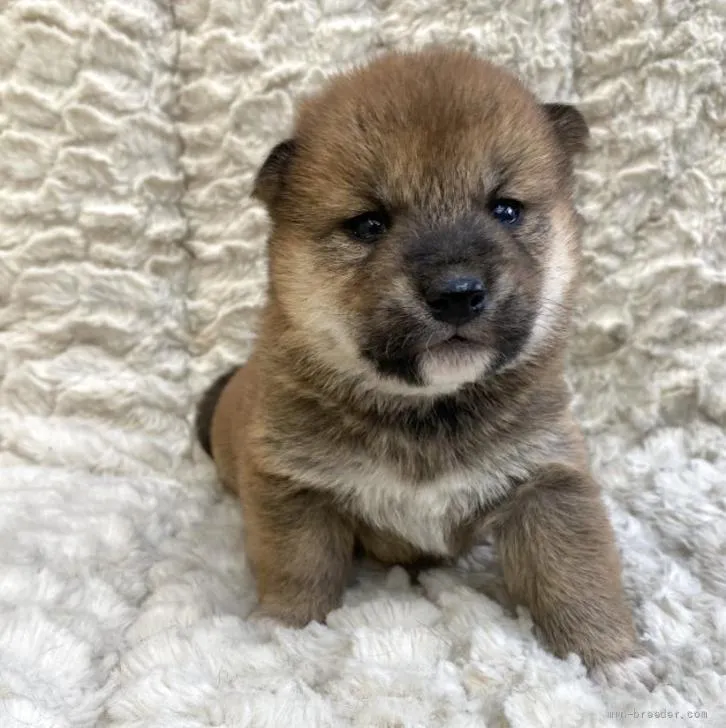 柴犬(標準サイズ)【福島県・男の子・2022年4月27日・赤柴】の写真1