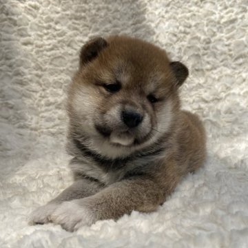 柴犬(標準サイズ)【福島県・女の子・2024年4月4日・赤柴】の写真「健康優良児！元気です！」