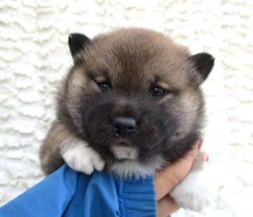 柴犬(標準サイズ)【福島県・女の子・2019年10月8日・赤】の写真「健康優良児もっこもこ兄弟！」